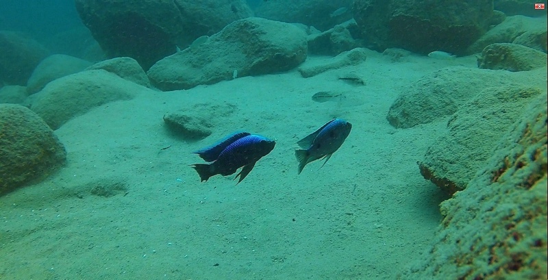 Copadichromis trewavasae 'Likoma Island'